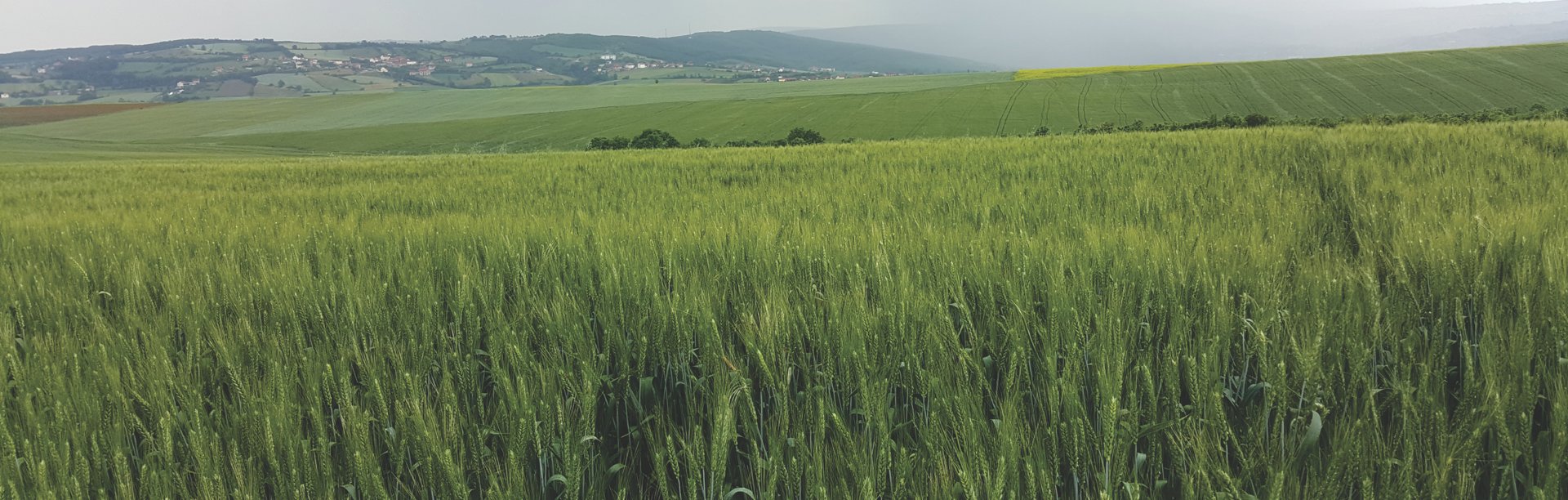 Fushat e gjelbra të Agroelita